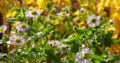 Aufnahme mit der QX10 (F5.0, 200mm)